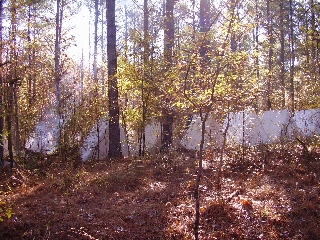 Hidden in the Woods